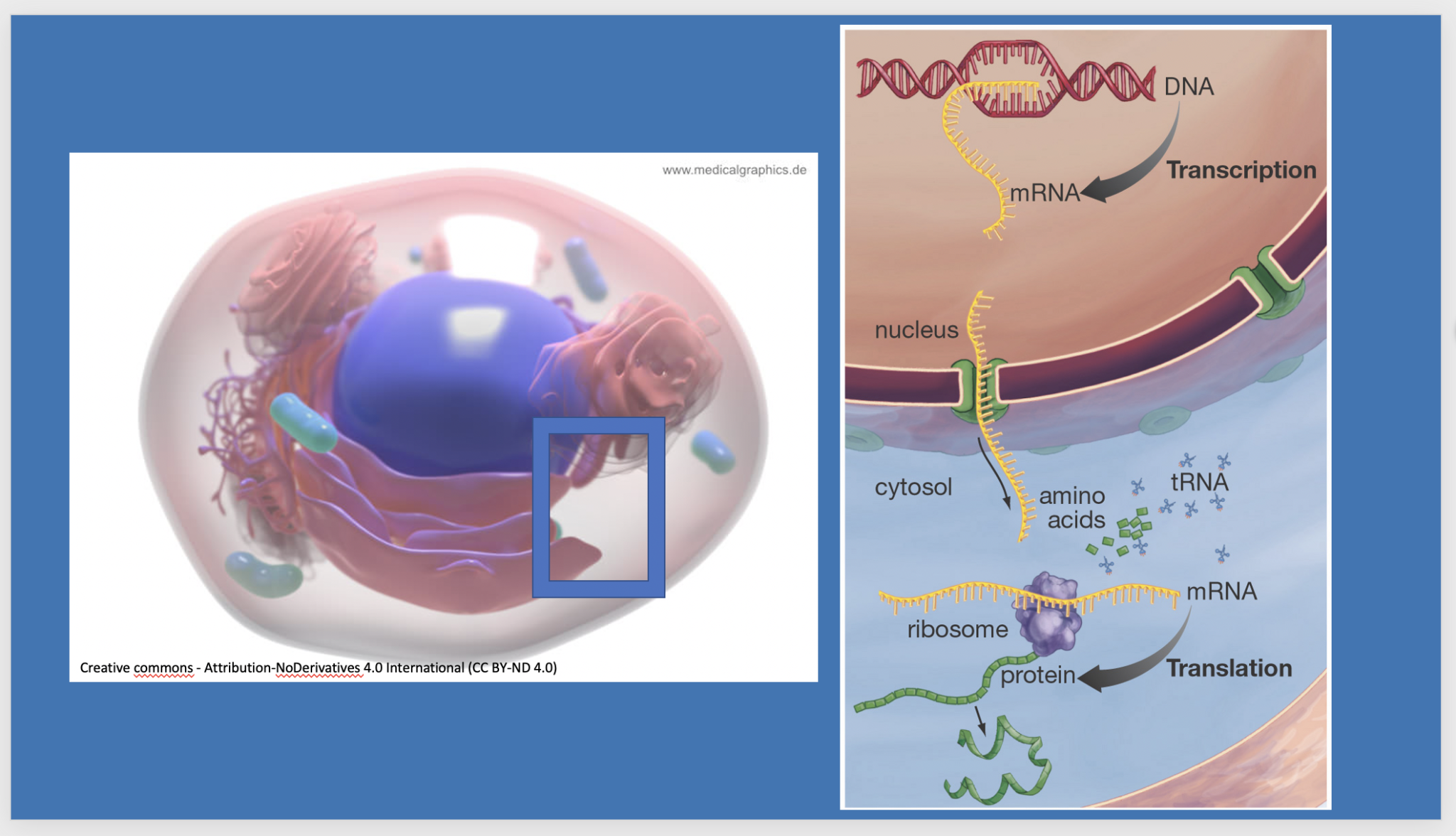 Zelle, Zellkern, Ribosom, Weg der mRNA